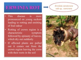 ERWINIA ROT
• This disease is more
pronounced on young suckers
leading to rotting and emitting
of foul odour
• Rotting of crown region is a
characteristic symptom
followed by epinasty of leaves,
which dry out suddenly
• If affected plants are pulled
out it comes out from the
crown region leaving the corm
with their roots in the soil
Erwinia carotovora
sub sp. carovora
 