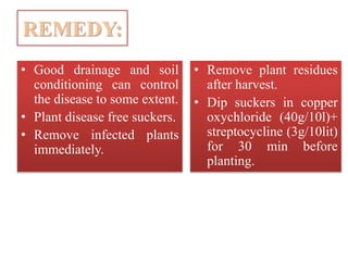 REMEDY:
• Good drainage and soil
conditioning can control
the disease to some extent.
• Plant disease free suckers.
• Remove infected plants
immediately.
• Remove plant residues
after harvest.
• Dip suckers in copper
oxychloride (40g/10l)+
streptocycline (3g/10lit)
for 30 min before
planting.
 