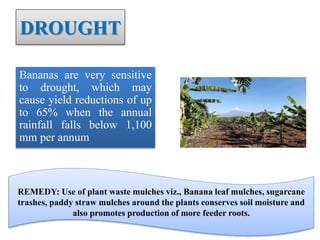 DROUGHT
Bananas are very sensitive
to drought, which may
cause yield reductions of up
to 65% when the annual
rainfall falls below 1,100
mm per annum
REMEDY: Use of plant waste mulches viz., Banana leaf mulches, sugarcane
trashes, paddy straw mulches around the plants conserves soil moisture and
also promotes production of more feeder roots.
 