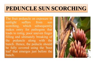 PEDUNCLE SUN SCORCHING
The fruit peduncle on exposure to
sunlight suffers from sun
scorching, which subsequently
makes entry for pathogens that
leads to rottig, poor uneven finger
filling and ultimately breaking of
the peduncle along with the
bunch. Hence, the peducle should
be fully covered using the 'boot
leaf' that emerges just before the
bunch.
 