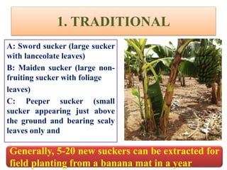 1. TRADITIONAL
A: Sword sucker (large sucker
with lanceolate leaves)
B: Maiden sucker (large non-
fruiting sucker with foliage
leaves)
C: Peeper sucker (small
sucker appearing just above
the ground and bearing scaly
leaves only and
Generally, 5-20 new suckers can be extracted for
field planting from a banana mat in a year
 