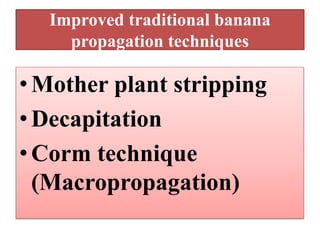 Improved traditional banana
propagation techniques
•Mother plant stripping
•Decapitation
•Corm technique
(Macropropagation)
 