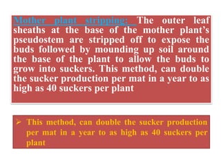Mother plant stripping: The outer leaf
sheaths at the base of the mother plant’s
pseudostem are stripped off to expose the
buds followed by mounding up soil around
the base of the plant to allow the buds to
grow into suckers. This method, can double
the sucker production per mat in a year to as
high as 40 suckers per plant
 This method, can double the sucker production
per mat in a year to as high as 40 suckers per
plant
 