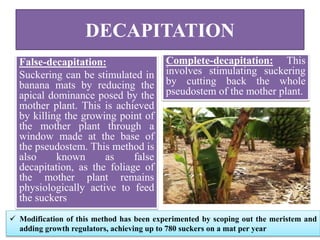 DECAPITATION
False-decapitation:
Suckering can be stimulated in
banana mats by reducing the
apical dominance posed by the
mother plant. This is achieved
by killing the growing point of
the mother plant through a
window made at the base of
the pseudostem. This method is
also known as false
decapitation, as the foliage of
the mother plant remains
physiologically active to feed
the suckers
Complete-decapitation: This
involves stimulating suckering
by cutting back the whole
pseudostem of the mother plant.
 Modification of this method has been experimented by scoping out the meristem and
adding growth regulators, achieving up to 780 suckers on a mat per year
 