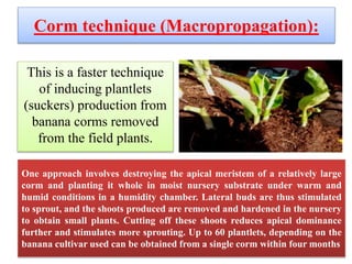 Corm technique (Macropropagation):
This is a faster technique
of inducing plantlets
(suckers) production from
banana corms removed
from the field plants.
One approach involves destroying the apical meristem of a relatively large
corm and planting it whole in moist nursery substrate under warm and
humid conditions in a humidity chamber. Lateral buds are thus stimulated
to sprout, and the shoots produced are removed and hardened in the nursery
to obtain small plants. Cutting off these shoots reduces apical dominance
further and stimulates more sprouting. Up to 60 plantlets, depending on the
banana cultivar used can be obtained from a single corm within four months
 