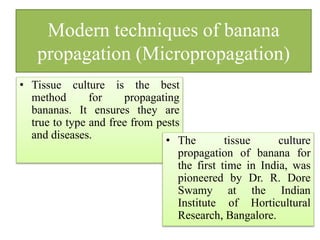 Modern techniques of banana
propagation (Micropropagation)
• Tissue culture is the best
method for propagating
bananas. It ensures they are
true to type and free from pests
and diseases. • The tissue culture
propagation of banana for
the first time in India, was
pioneered by Dr. R. Dore
Swamy at the Indian
Institute of Horticultural
Research, Bangalore.
 