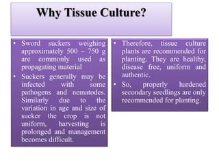 Why Tissue Culture?
• Sword suckers weighing
approximately 500 – 750 g
are commonly used as
propagating material
• Suckers generally may be
infected with some
pathogens and nematodes.
Similarly due to the
variation in age and size of
sucker the crop is not
uniform, harvesting is
prolonged and management
becomes difficult.
• Therefore, tissue culture
plants are recommended for
planting. They are healthy,
disease free, uniform and
authentic.
• So, properly hardened
secondary seedlings are only
recommended for planting.
 