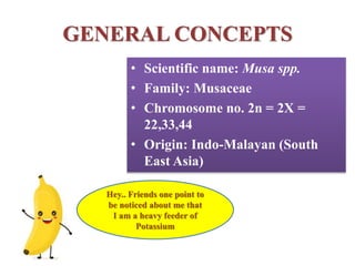 GENERAL CONCEPTS
• Scientific name: Musa spp.
• Family: Musaceae
• Chromosome no. 2n = 2X =
22,33,44
• Origin: Indo-Malayan (South
East Asia)
Hey.. Friends one point to
be noticed about me that
I am a heavy feeder of
Potassium
 