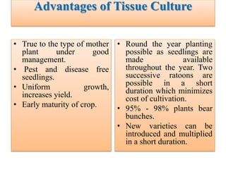 Advantages of Tissue Culture
• True to the type of mother
plant under good
management.
• Pest and disease free
seedlings.
• Uniform growth,
increases yield.
• Early maturity of crop.
• Round the year planting
possible as seedlings are
made available
throughout the year. Two
successive ratoons are
possible in a short
duration which minimizes
cost of cultivation.
• 95% - 98% plants bear
bunches.
• New varieties can be
introduced and multiplied
in a short duration.
 