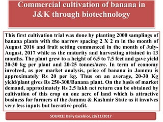 Commercial cultivation of banana in
J&K through biotechnology
This first cultivation trial was done by planting 2000 samplings of
banana plants with the narrow spacing 2 X 2 m in the month of
August 2016 and fruit setting commenced in the month of July-
August, 2017 while as the maturity and harvesting attained in 13
months. The plant grew to a height of 6.5 to 7.5 feet and gave yield
20-30 kg per plant and 20-25 tonnes/acre. In term of economy
involved, as per market analysis, price of banana in Jammu is
approximately Rs 20 per kg. Thus on an average, 20-30 Kg
yield/plant gives Rs 250-300/Banana plant. On the basis of market
demand, approximately Rs 2.5 lakh net return can be obtained by
cultivation of this crop on one acre of land which is attractive
business for farmers of the Jammu & Kashmir State as it involves
very less inputs but lucrative profit.
SOURCE: Daily Excelsior, 28/11/2017
 