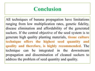 Conclusion
All techniques of banana propagation have limitations
ranging from low multiplication rates, genetic fidelity,
disease elimination and affordability of the generated
suckers. If the central objective of the seed system is to
generate high quality planting materials, tissue culture
technique offers the highest seed quantity and
quality and therefore, is highly recommended. The
technique can be integrated in the downstream
propagation and dissemination of cleaned suckers to
address the problem of seed quantity and quality.
 