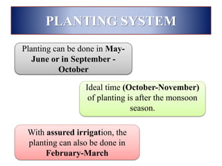 PLANTING SYSTEM
Planting can be done in May-
June or in September -
October
Ideal time (October-November)
of planting is after the monsoon
season.
With assured irrigation, the
planting can also be done in
February-March
 
