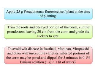 Apply 25 g Pseudomonas fluorescence / plant at the time
of planting.
Trim the roots and decayed portion of the corm, cut the
pseudostem leaving 20 cm from the corm and grade the
suckers to size.
To avoid wilt disease in Rasthali, Monthan, Virupakshi
and other wilt susceptible varieties, infected portions of
the corm may be pared and dipped for 5 minutes in 0.1%
Emisan solution (1 g in 1 lit of water).
 