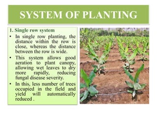 SYSTEM OF PLANTING
1. Single row system
• In single row planting, the
distance within the row is
close, whereas the distance
between the row is wide.
• This system allows good
aeration to plant canopy,
allowing wet leaves to dry
more rapidly, reducing
fungal disease severity.
• In this, less number of trees
occupied in the field and
yield will automatically
reduced .
 