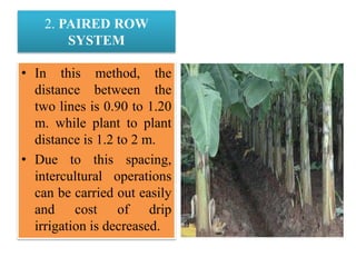 2. PAIRED ROW
SYSTEM
• In this method, the
distance between the
two lines is 0.90 to 1.20
m. while plant to plant
distance is 1.2 to 2 m.
• Due to this spacing,
intercultural operations
can be carried out easily
and cost of drip
irrigation is decreased.
 