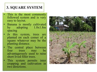 3. SQUARE SYSTEM
• This is the most commonly
followed system and is very
easy to layout.
• Banana is mostly cultivated
by adopting 1.8x1.8m
spacing
• In this system, trees are
planted on each comer of a
square whatever may be the
planting distance.
• The central place between
four trees may be
advantageously used to raise
short lived filler trees.
• This system permits inter
cropping and cultivation in
two directions.
 