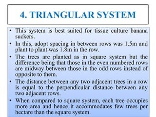 4. TRIANGULAR SYSTEM
• This system is best suited for tissue culture banana
suckers.
• In this, adopt spacing in between rows was 1.5m and
plant to plant was 1.8m in the row.
• The trees are planted as in square system but the
difference being that those in the even numbered rows
are midway between those in the odd rows instead of
opposite to them.
• The distance between any two adjacent trees in a row
is equal to the perpendicular distance between any
two adjacent rows.
• When compared to square system, each tree occupies
more area and hence it accommodates few trees per
hectare than the square system.
 