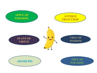 ANTIQUE
FRUIT CROP
APPLE OF
PARADISE
TREE OF
WISDOM
ADAMS FIG
TREE OF
PARADISE
PLANT OF
VIRTUE
 