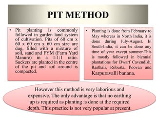 PIT METHOD
• Pit planting is commonly
followed in garden land system
of cultivation. Pits of 60 cm x
60 x 60 cm x 60 cm size are
dug, filled with a mixture of
soil, sand and FYM (Farm Yard
Manure) in a 1:1:1 ratio.
Suckers are planted in the centre
of the pit and soil around is
compacted.
• Planting is done from February to
May whereas in North India, it is
done during July-August. In
South-India, it can be done any
time of year except summer.This
is mostly followed in biennial
plantations for Dwarf Cavendish,
Rasthali, Robusta, Poovan and
Karpuravalli banana.
However this method is very laborious and
expensive. The only advantage is that no earthing
up is required as planting is done at the required
depth. This practice is not very popular at present.
 