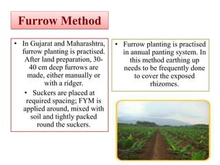 Furrow Method
• In Gujarat and Maharashtra,
furrow planting is practised.
After land preparation, 30-
40 cm deep furrows are
made, either manually or
with a ridger.
• Suckers are placed at
required spacing; FYM is
applied around, mixed with
soil and tightly packed
round the suckers.
• Furrow planting is practised
in annual panting system. In
this method earthing up
needs to be frequently done
to cover the exposed
rhizomes.
 