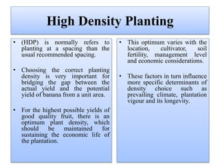 High Density Planting
• (HDP) is normally refers to
planting at a spacing than the
usual recommended spacing.
• Choosing the correct planting
density is very important for
bridging the gap between the
actual yield and the potential
yield of banana from a unit area.
• For the highest possible yields of
good quality fruit, there is an
optimum plant density, which
should be maintained for
sustaining the economic life of
the plantation.
• This optimum varies with the
location, cultivator, soil
fertility, management level
and economic considerations.
• These factors in turn influence
more specific determinants of
density choice such as
prevailing climate, plantation
vigour and its longevity.
 