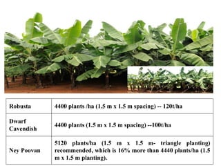 Robusta 4400 plants /ha (1.5 m x 1.5 m spacing) -- 120t/ha
Dwarf
Cavendish
4400 plants (1.5 m x 1.5 m spacing) --100t/ha
Ney Poovan
5120 plants/ha (1.5 m x 1.5 m- triangle planting)
recommended, which is 16% more than 4440 plants/ha (1.5
m x 1.5 m planting).
 