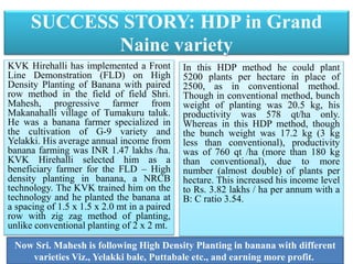 SUCCESS STORY: HDP in Grand
Naine variety
KVK Hirehalli has implemented a Front
Line Demonstration (FLD) on High
Density Planting of Banana with paired
row method in the field of field Shri.
Mahesh, progressive farmer from
Makanahalli village of Tumakuru taluk.
He was a banana farmer specialized in
the cultivation of G-9 variety and
Yelakki. His average annual income from
banana farming was INR 1.47 lakhs /ha.
KVK Hirehalli selected him as a
beneficiary farmer for the FLD – High
density planting in banana, a NRCB
technology. The KVK trained him on the
technology and he planted the banana at
a spacing of 1.5 x 1.5 x 2.0 mt in a paired
row with zig zag method of planting,
unlike conventional planting of 2 x 2 mt.
In this HDP method he could plant
5200 plants per hectare in place of
2500, as in conventional method.
Though in conventional method, bunch
weight of planting was 20.5 kg, his
productivity was 578 qt/ha only.
Whereas in this HDP method, though
the bunch weight was 17.2 kg (3 kg
less than conventional), productivity
was of 760 qt /ha (more than 180 kg
than conventional), due to more
number (almost double) of plants per
hectare. This increased his income level
to Rs. 3.82 lakhs / ha per annum with a
B: C ratio 3.54.
Now Sri. Mahesh is following High Density Planting in banana with different
varieties Viz., Yelakki bale, Puttabale etc., and earning more profit.
 