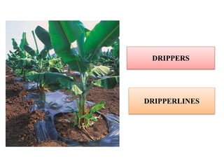 DRIPPERS
DRIPPERLINES
 