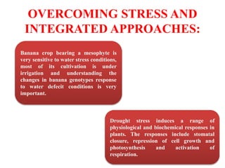 OVERCOMING STRESS AND
INTEGRATED APPROACHES:
Banana crop bearing a mesophyte is
very sensitive to water stress conditions,
most of its cultivation is under
irrigation and understanding the
changes in banana genotypes response
to water defecit conditions is very
important.
Drought stress induces a range of
physiological and biochemical responses in
plants. The responses include stomatal
closure, repression of cell growth and
photosynthesis and activation of
respiration.
 