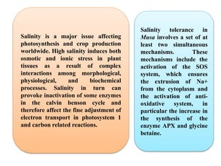 Salinity is a major issue affecting
photosynthesis and crop production
worldwide. High salinity induces both
osmotic and ionic stress in plant
tissues as a result of complex
interactions among morphological,
physiological, and biochemical
processes. Salinity in turn can
provoke inactivation of some enzymes
in the calvin benson cycle and
therefore affect the fine adjustment of
electron transport in photosystem 1
and carbon related reactions.
Salinity tolerance in
Musa involves a set of at
least two simultaneous
mechanisms. These
mechanisms include the
activation of the SOS
system, which ensures
the extrusion of Na+
from the cytoplasm and
the activation of anti-
oxidative system, in
particular the increase in
the synthesis of the
enzyme APX and glycine
betaine.
 