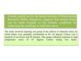 A study carried out by the Indian Institute of Horticultural
Research (IIHR), Bangalore, suggests that banana plants
can be made resistant to hot climatic conditions by
subjecting the seedlings to mild heat stress.
The study involved exposing one group of the cultivar to induction stress, by
which plants were gradually acclimatised at 30—42 degrees Celsius over a
duration of two hours and 30 minutes. This group withstood exposure to high
temperature stress of 55 degrees Celsius lasting two hours.
 