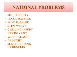 NATIONAL PROBLEMS
• SOIL SODICITY
• FLOOD DAMAGE
• WIND DAMAGE
• STEM WEEVIL
• CHILLING INJURY
• ERWINIA ROT
• WILT DISEASE
• DROUGHT
• SUN SCORCHING
(PEDUNCLE)
 