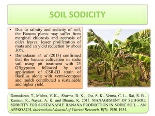 SOIL SODICITY
• Due to salinity and sodicity of soil,
the Banana plants may suffer from
marginal chlorosis and necrosis of
older leaves, lesser proliferation of
roots and an yield reduction by about
30%.
• Damodaran et. al (2013) confirmed
that the banana cultivation in sodic
soil using pit treatment with 25
GRgypsum followed by soil
application of CSR-B3 strain of
Bacillus along with vermi-compost
and mulch contributed a sustainable
and higher yield.
Damodaran, T., Mishra, V. K., Sharma, D. K., Jha, S. K., Verma, C. L., Rai, R. B.,
Kannan, R., Nayak, A. K. and Dhama, K. 2013. MANAGEMENT OF SUB-SOIL
SODICITY FOR SUSTAINABLE BANANA PRODUCTION IN SODIC SOIL – AN
APPROACH. International Journal of Current Research, 5(7): 1930-1934.
 