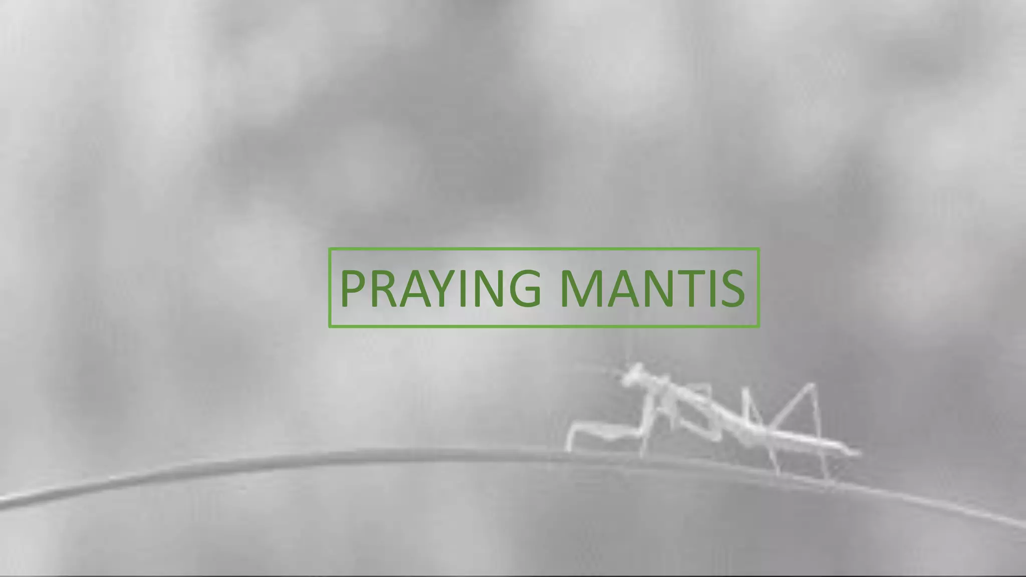 PRAYING MANTIS
 