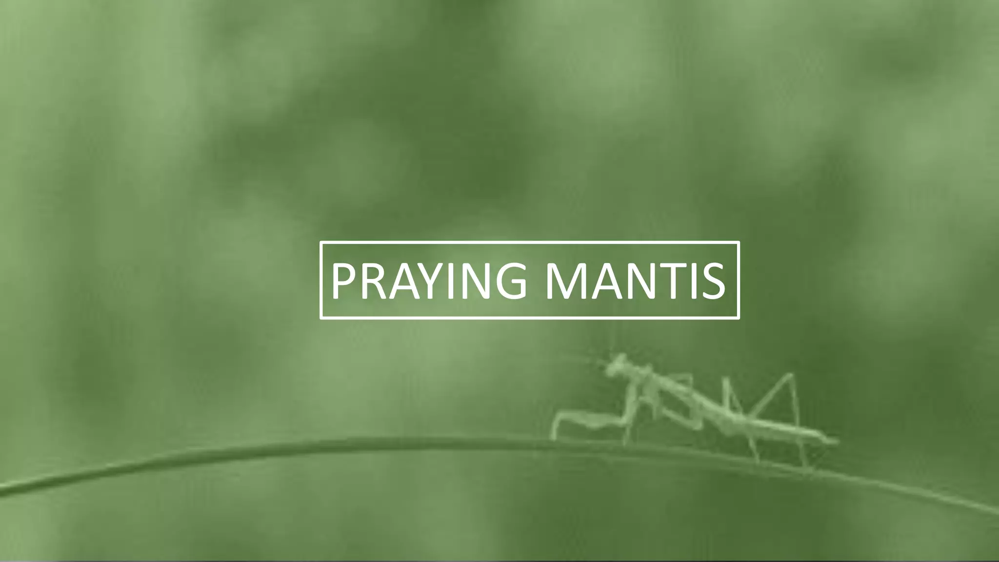 PRAYING MANTIS
 