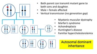 Modes of autosomal and sex linked inheritance | PDF