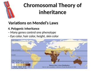 Modes of inheritance of Genes (HMG).pptx