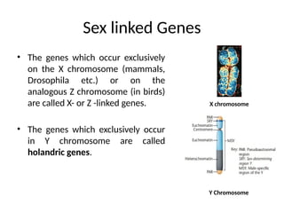 Modes of inheritance of Genes (HMG).pptx