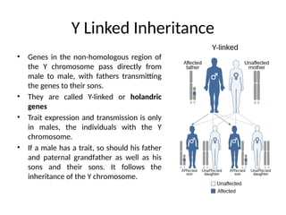 Modes of inheritance of Genes (HMG).pptx
