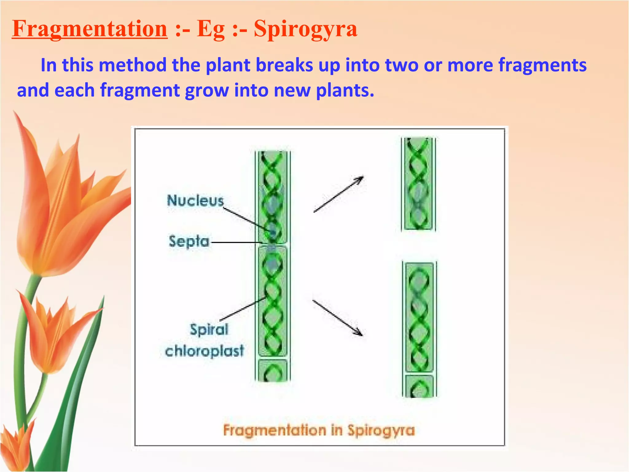 Fragmentation :- Eg :- Spirogyra
In this method the plant breaks up into two or more fragments
and each fragment grow into new plants.
 