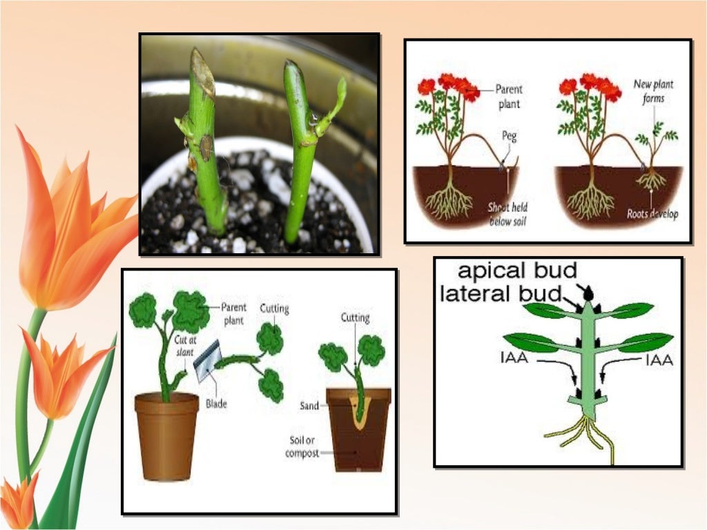 modes of reproduction modes of reproduction