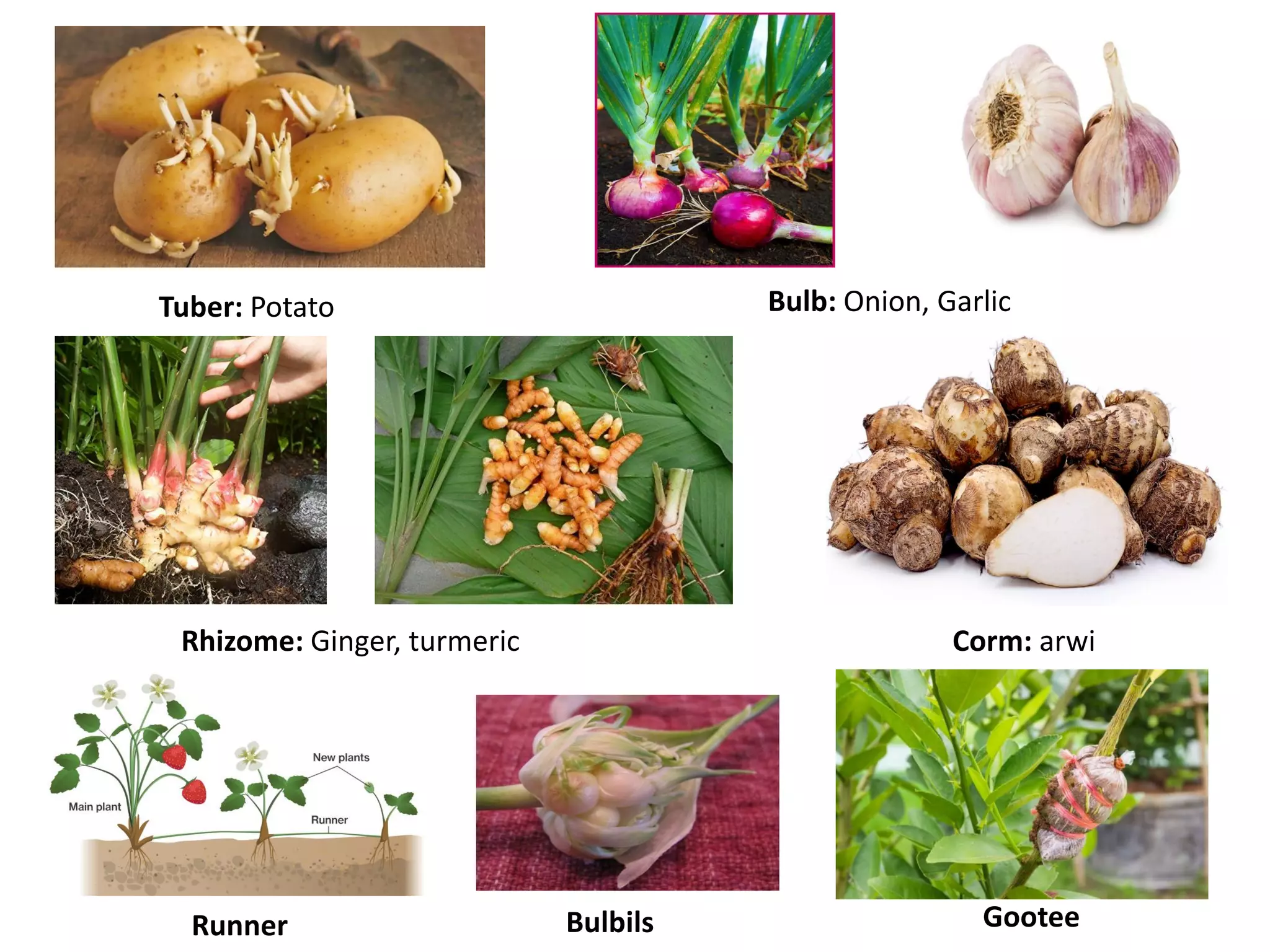 Modes of reproduction in crop plants | PDF
