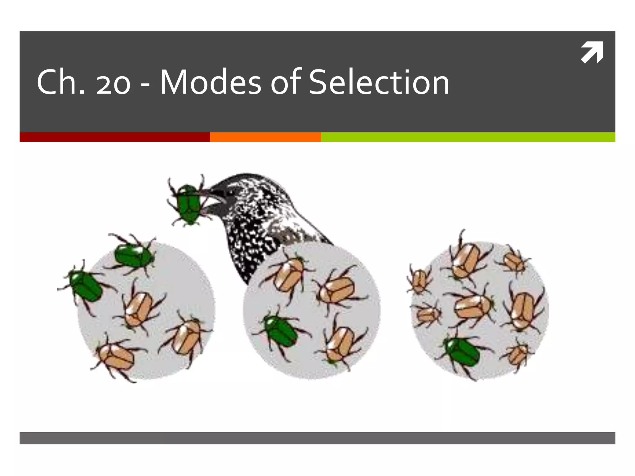
Ch. 20 - Modes of Selection
 