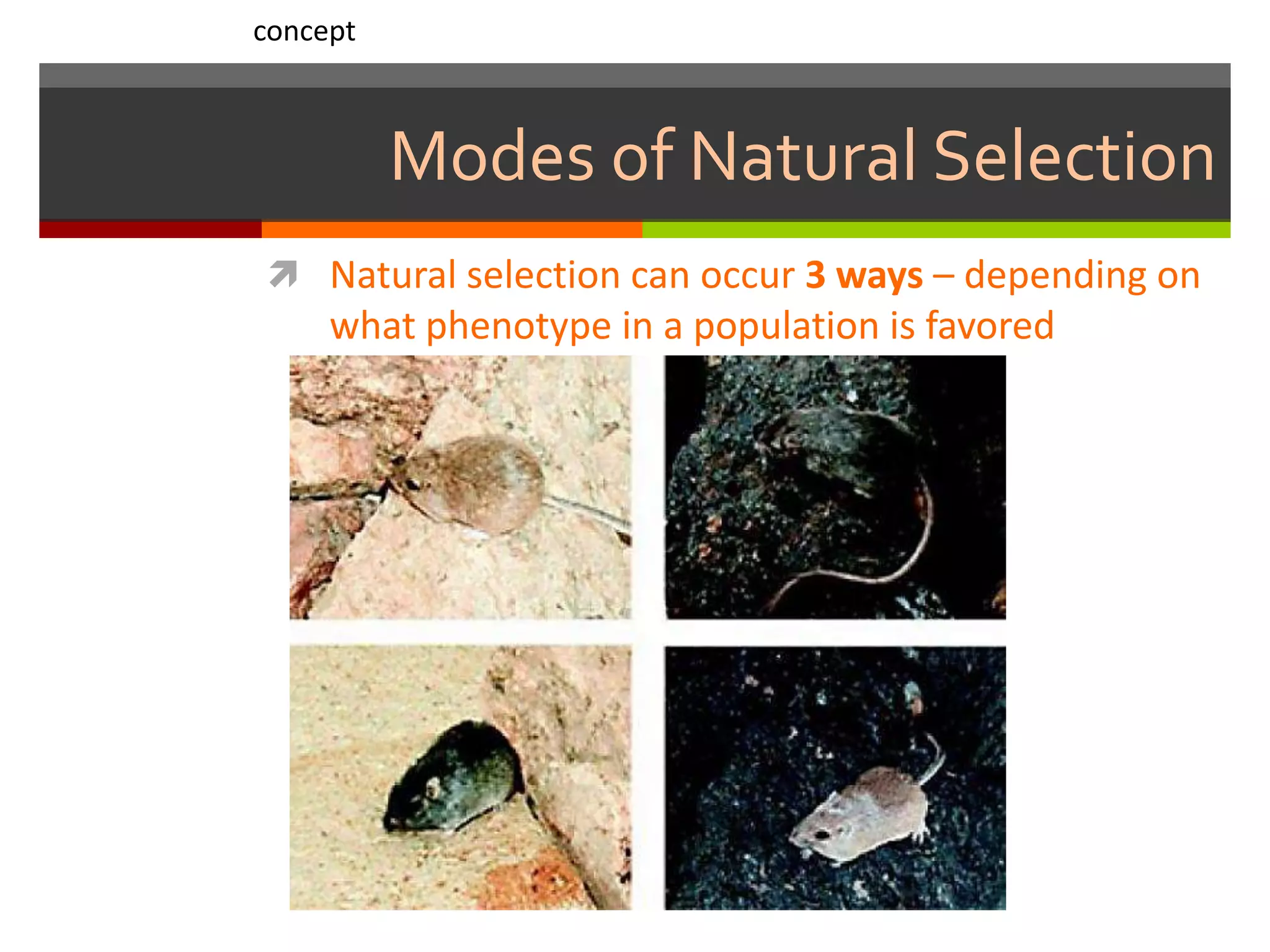 Modes of Natural Selection
 Natural selection can occur 3 ways – depending on
what phenotype in a population is favored
concept
 