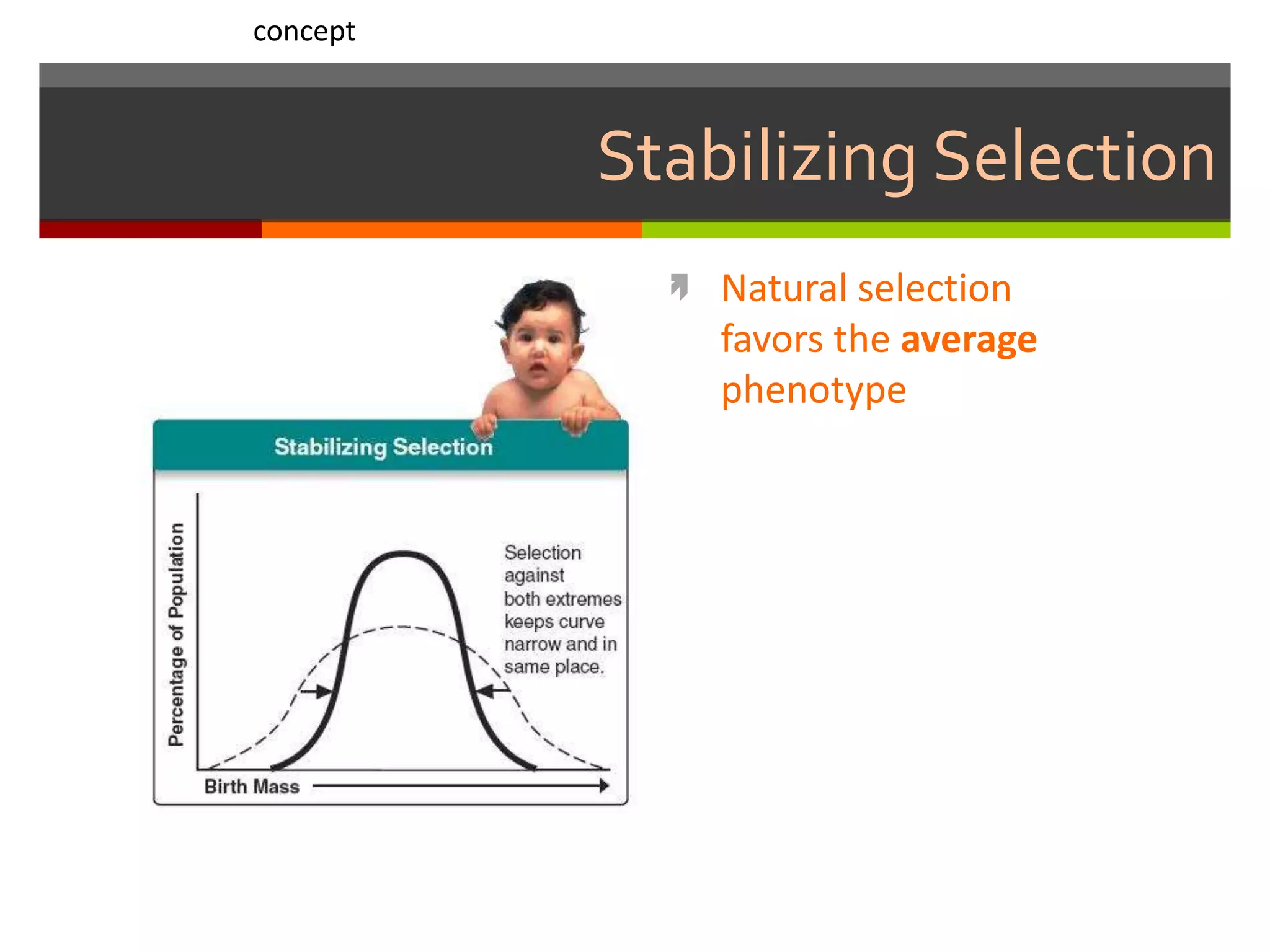 Stabilizing Selection
 Natural selection
favors the average
phenotype
concept
 