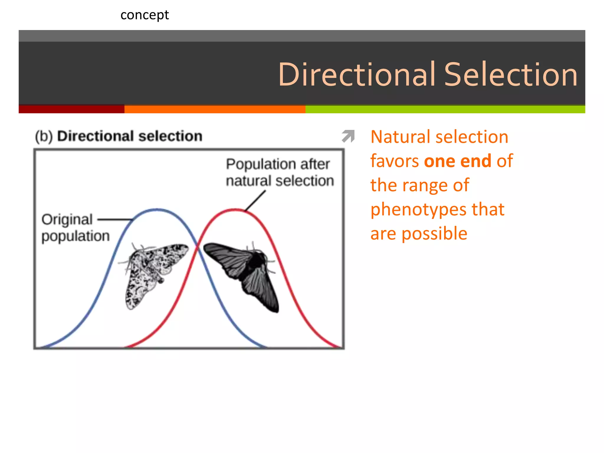 Directional Selection
 Natural selection
favors one end of
the range of
phenotypes that
are possible
concept
 