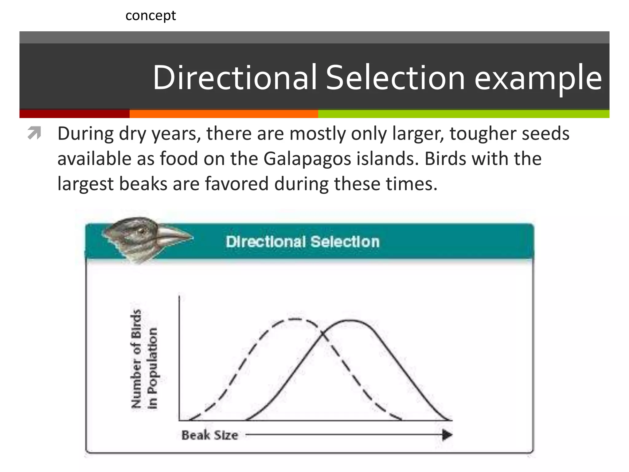 Directional Selection example
 During dry years, there are mostly only larger, tougher seeds
available as food on the Galapagos islands. Birds with the
largest beaks are favored during these times.
concept
 