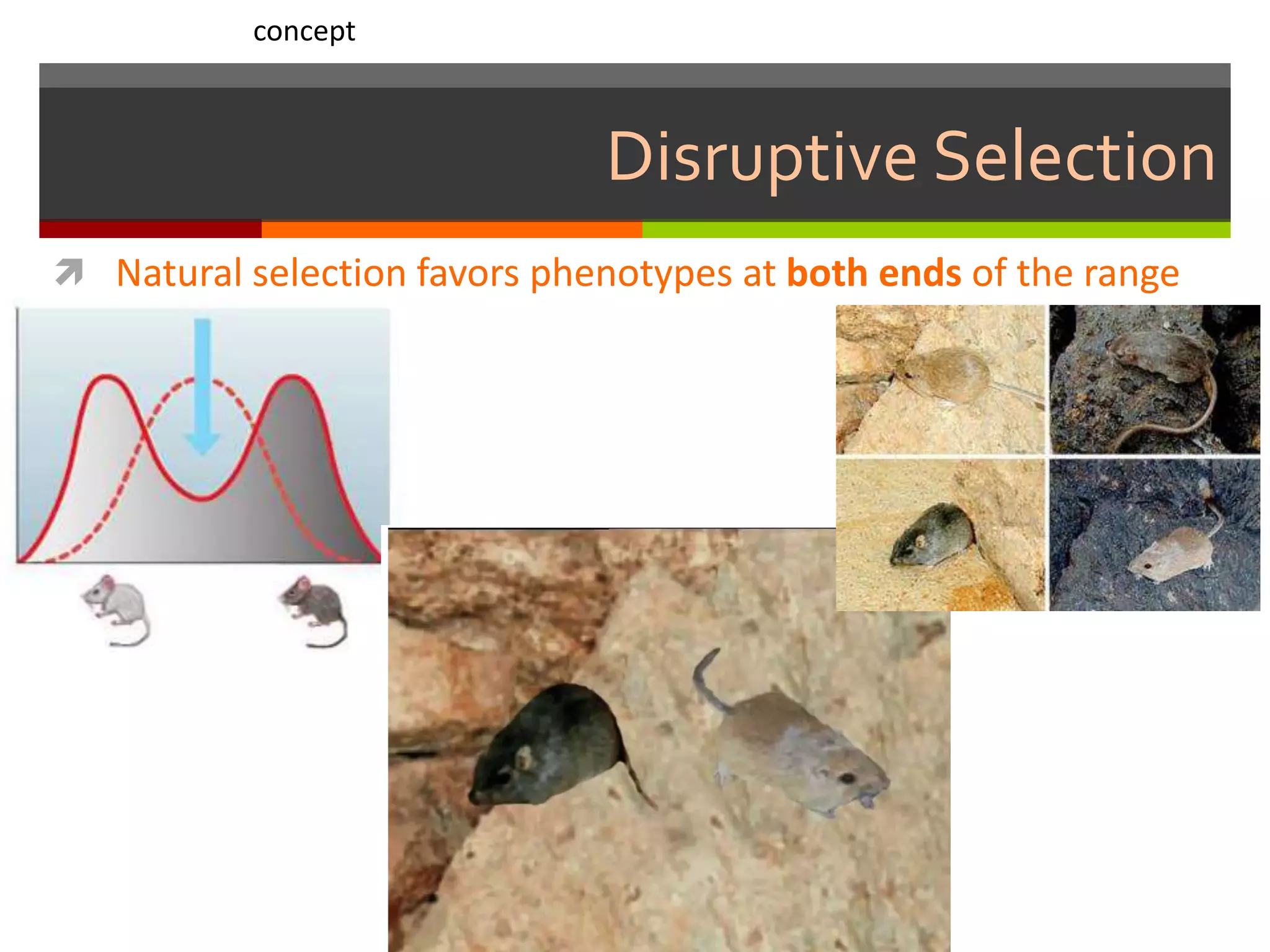 Disruptive Selection
 Natural selection favors phenotypes at both ends of the range
concept
 