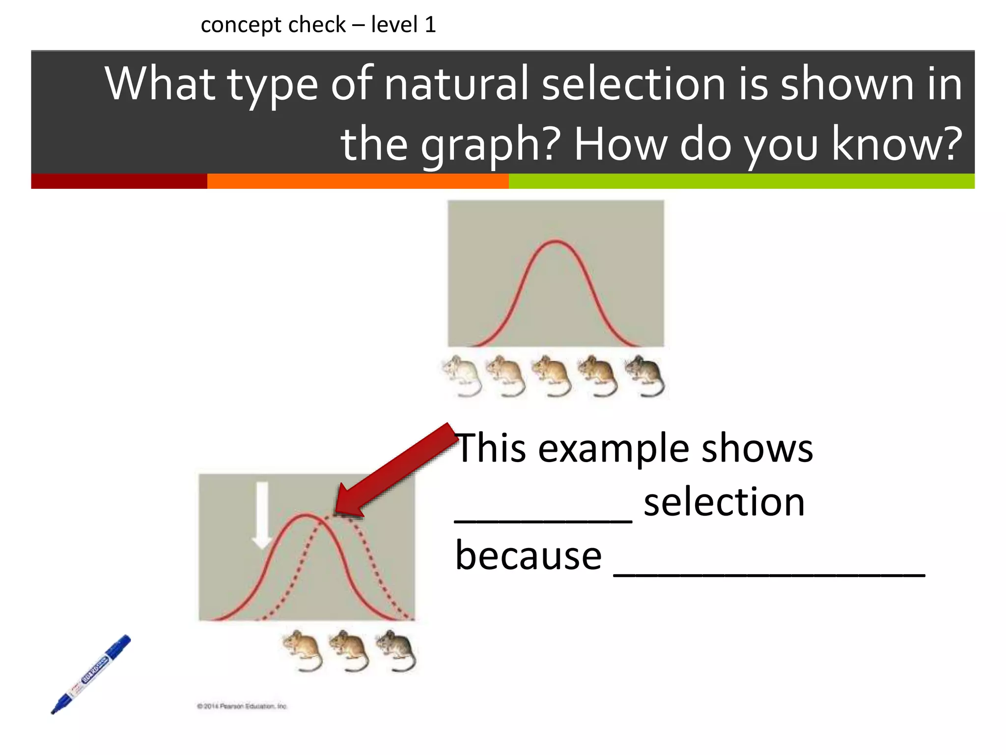 What type of natural selection is shown in
the graph? How do you know?
concept check – level 1
This example shows
________ selection
because ______________
 