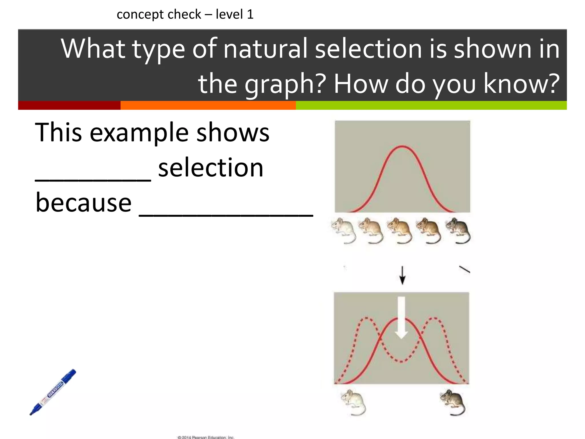 What type of natural selection is shown in
the graph? How do you know?
concept check – level 1
This example shows
________ selection
because ____________
 
